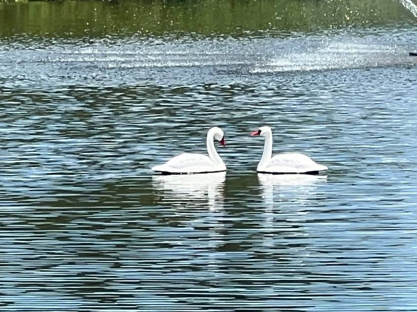 Veranda Springs - Mobile Home Community